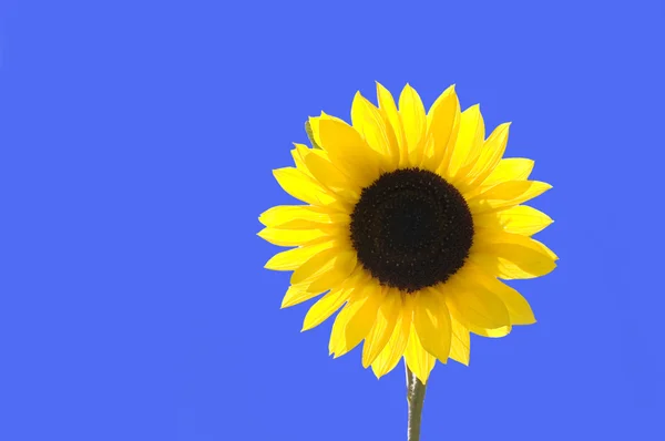 stock image Sunflower over blue sky