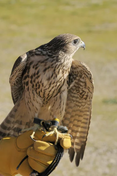Falcon korsavlade — Stockfoto