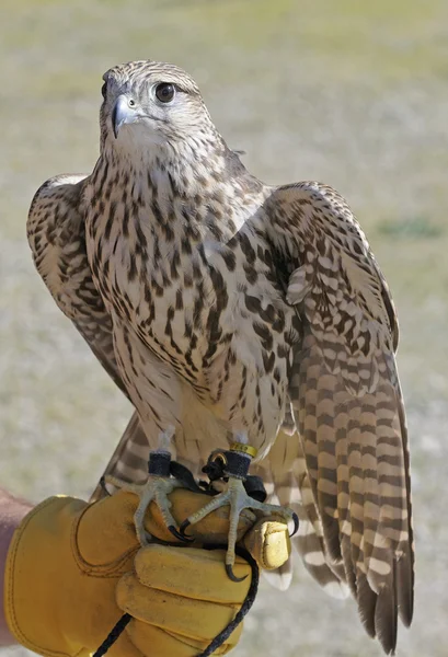 Hawk — Stock Photo, Image