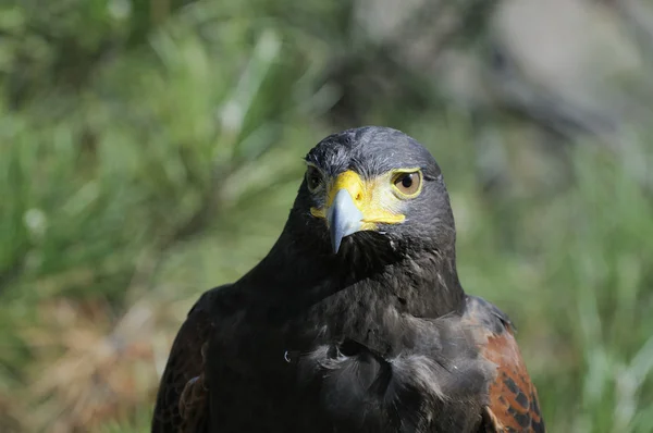 Harris hawk oglądania — Zdjęcie stockowe