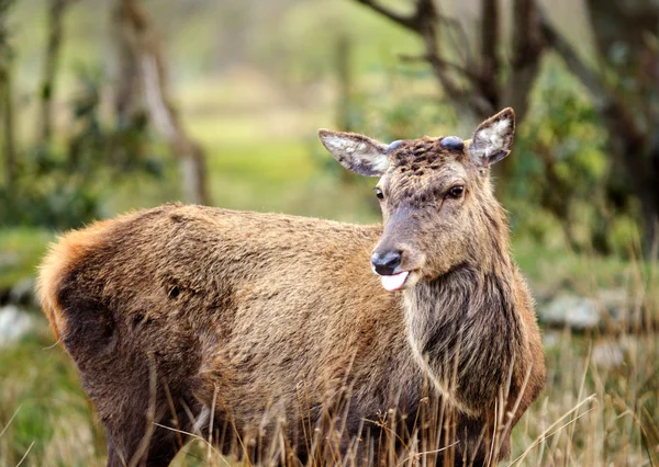 Red deer hert tong uitsteekt — Stockfoto