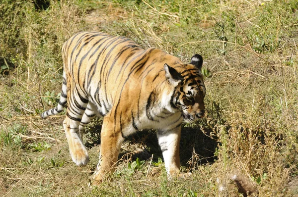 Tygr v lese — Stock fotografie