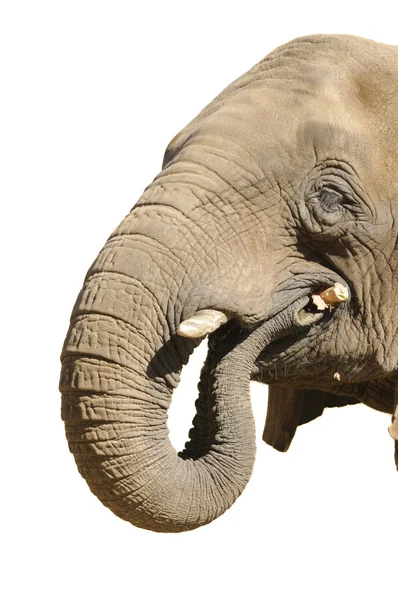 Elephant playing with stick — Stock Photo, Image