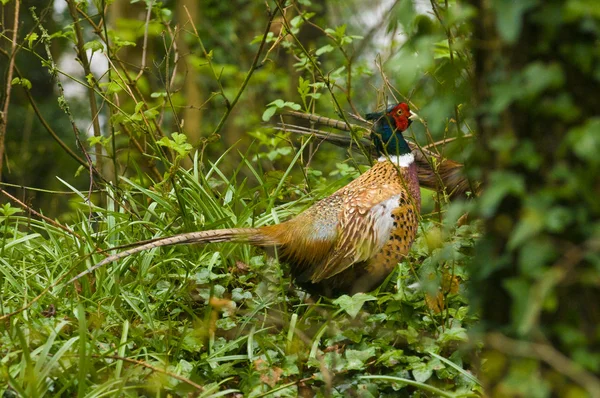 Cock pheasant — Stock Photo, Image