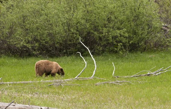 Αμερικανική μαύρη αρκούδα στο εθνικό πάρκο Γιοσέμιτι — Φωτογραφία Αρχείου