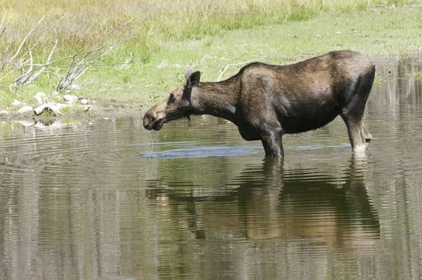 Kuh-Elch füttert Teich — Stockfoto