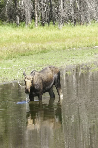 Cow Moose feeding in pond — Stock Photo, Image