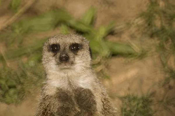 Meerkat à queue fine — Photo