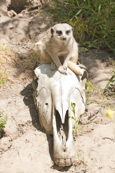 Meerkat op een schedel — Stockfoto