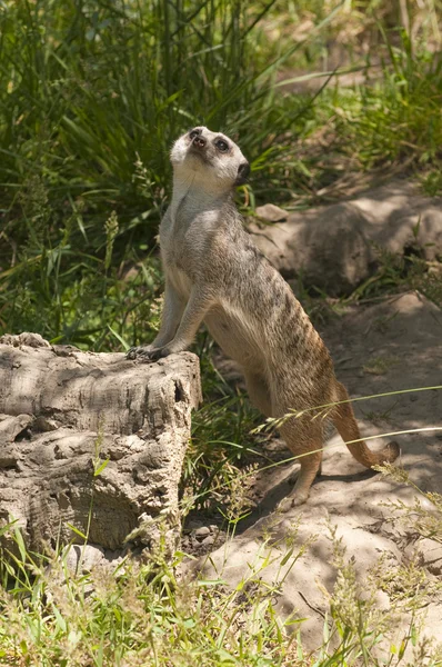 Meerkat checking things out — Stock Photo, Image