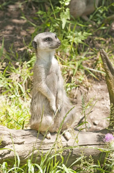 Meerkat staande op bewaker kijken voor gevaar — Stockfoto