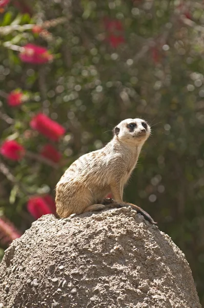 Meerkat staande op bewaker kijken voor gevaar — Stockfoto