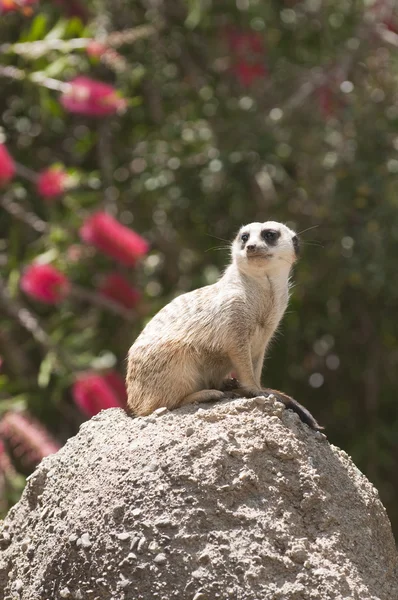 Meerkat sentry — стокове фото