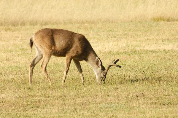 Cervos de cauda preta (Odocoilus hemionus ) — Fotografia de Stock