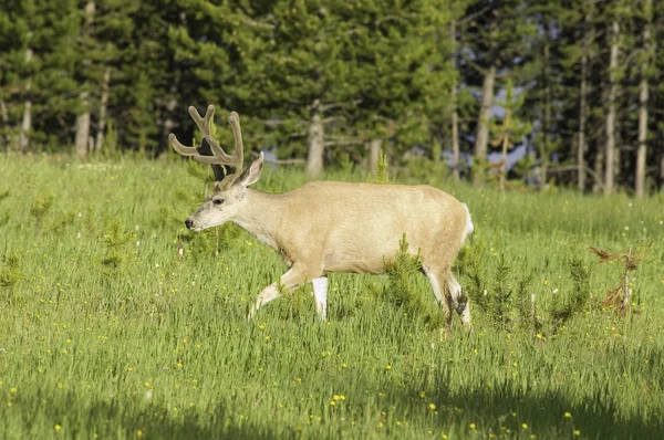 Mule Deer buck — Stock Photo, Image