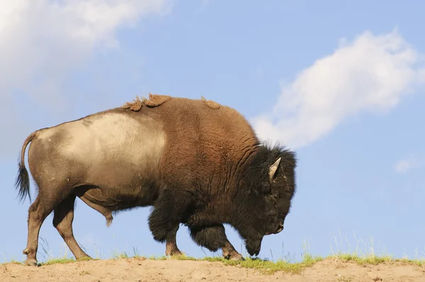 Búfalo americano icónico — Foto de Stock