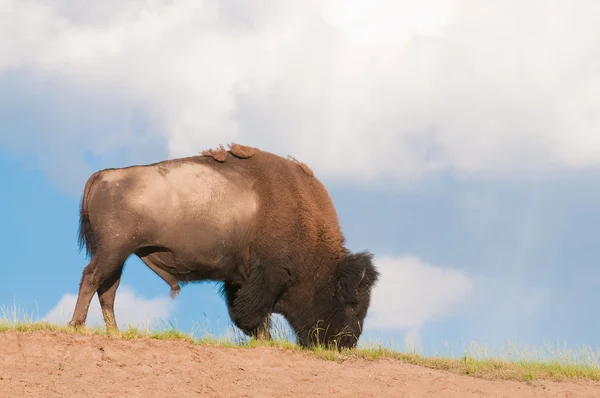 Американский бизон — стоковое фото