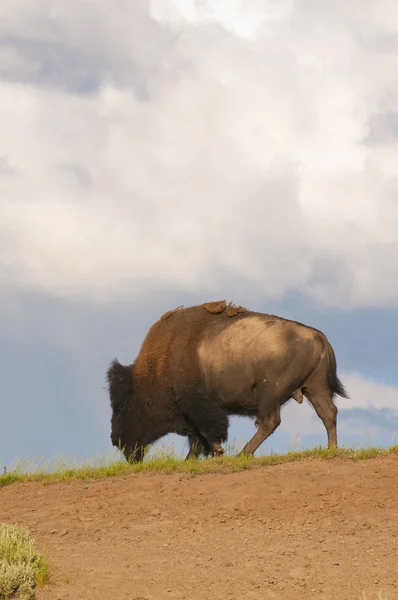 Иконописный бизон в Йеллоустоне — стоковое фото