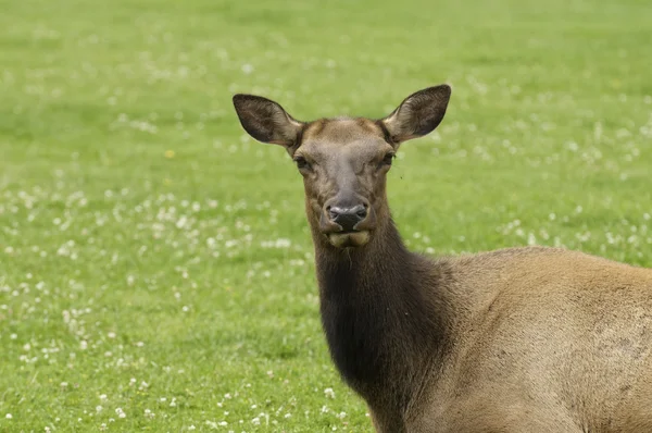 Close-up of Cow Elk — Stock Photo, Image