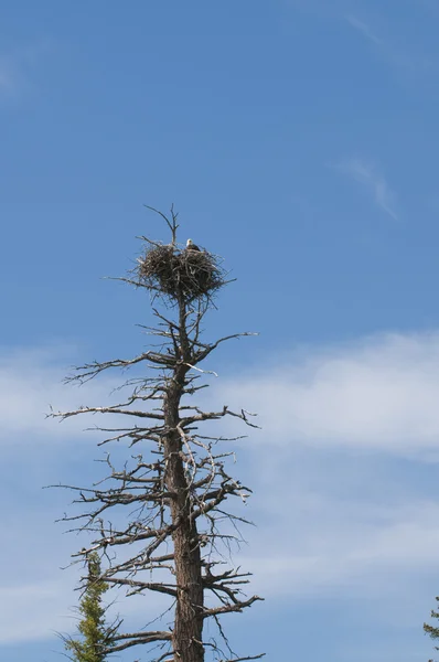 Bald eagle na gniazdo — Zdjęcie stockowe