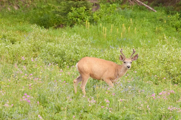 Cervo mulo in punta di piedi attraverso i fiori selvatici — Foto Stock