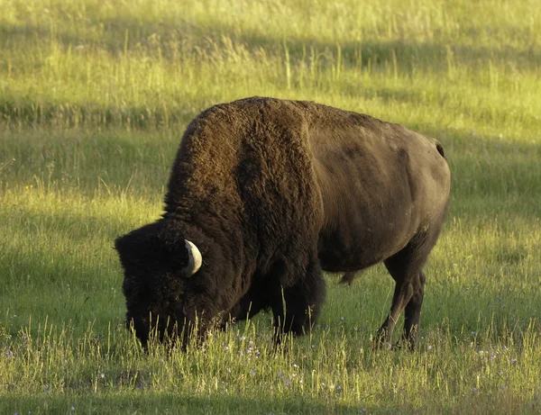 Ikoniska bison i yellowstone — Stockfoto