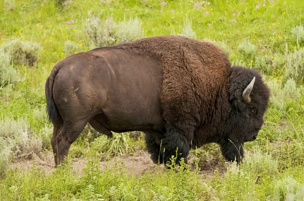 Ikoniska bison i yellowstone — Stockfoto