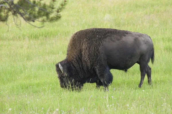 North American Bison — Zdjęcie stockowe