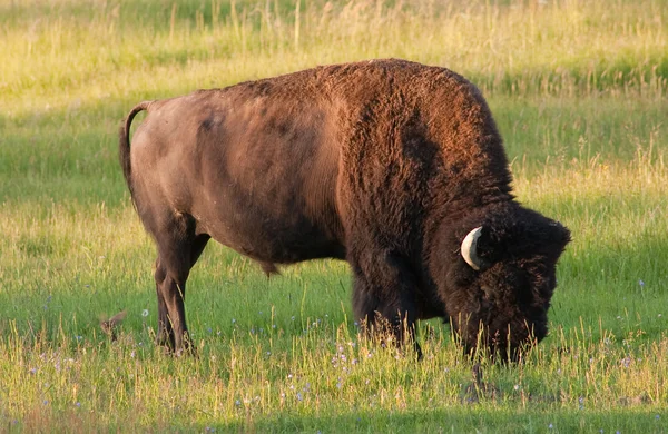 Bisonte-americano — Fotografia de Stock