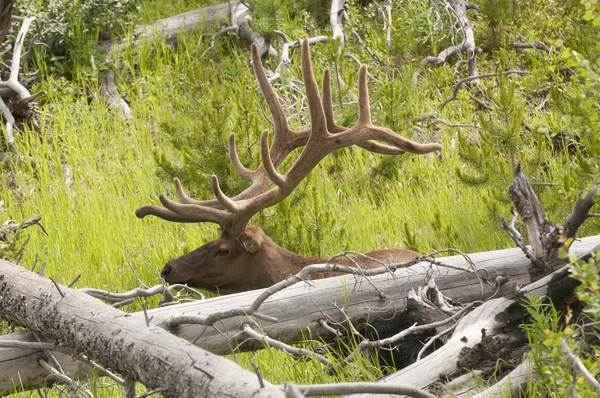 Bull elk resting — Stock Photo, Image