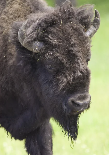 Iconic buffalo — Stock Photo, Image