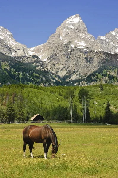 Paard in een paddock aan de voet van de tetons — Stockfoto