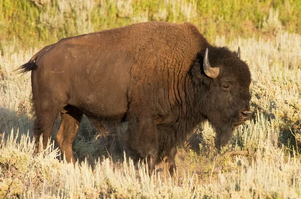 Iconic buffalo — Stock Photo, Image