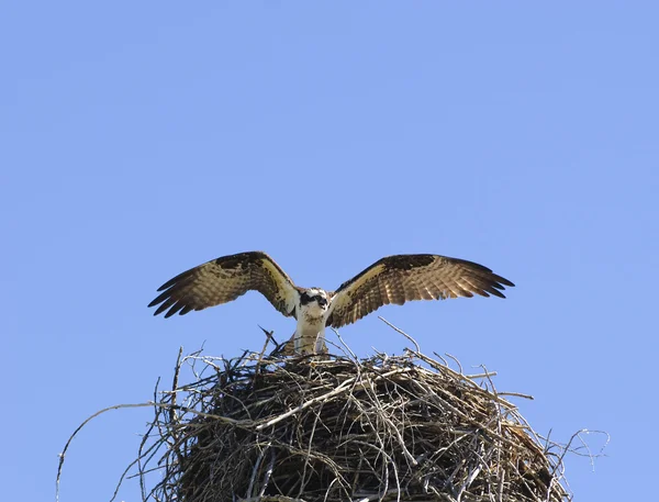 Osprey chegando ao ninho — Fotografia de Stock