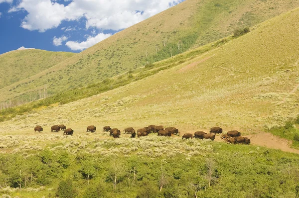 Buffalo på distans — Stockfoto