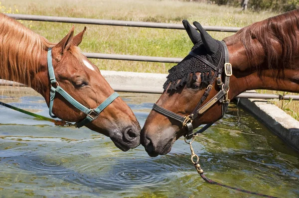 Par de cavalos de sela — Fotografia de Stock