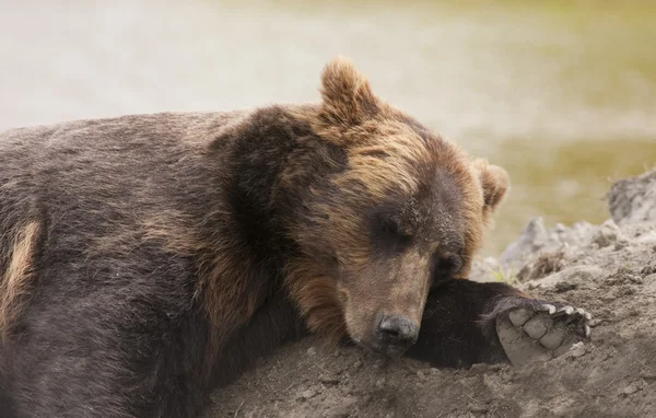 stock image Female Alaskan brown bear