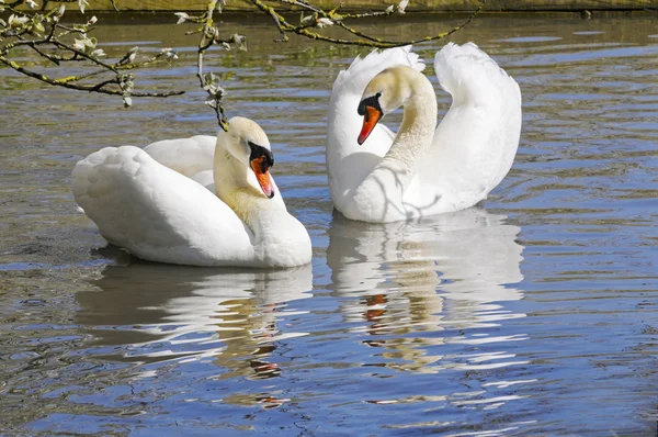 Courting Swans — Stock Photo, Image