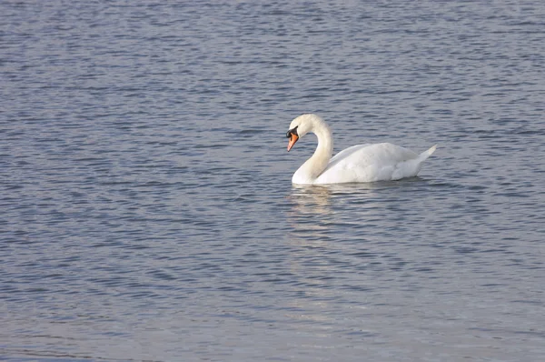 Male (Cob) Mute Swan — Stock Photo, Image