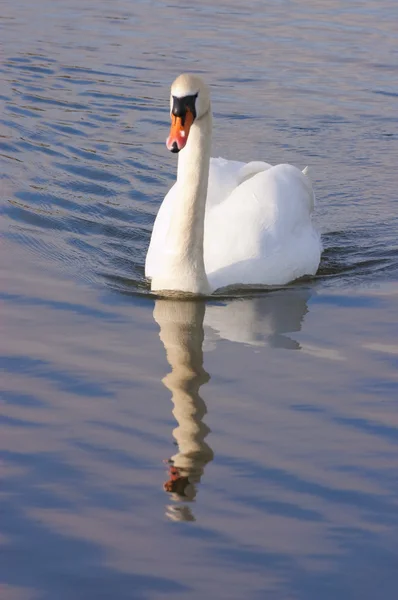Cisne nadando hacia la cámara — Foto de Stock