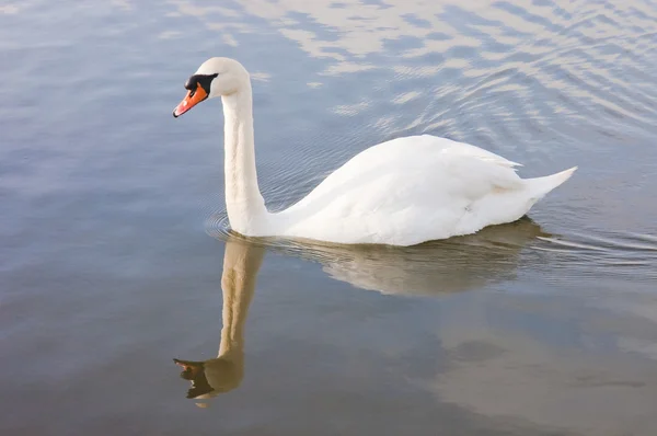 Cisne macho (mazorca) reflejado mientras nadaba en un lago — Foto de Stock