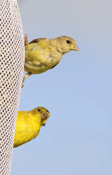 Lesser Goldfinches — Stock Photo, Image