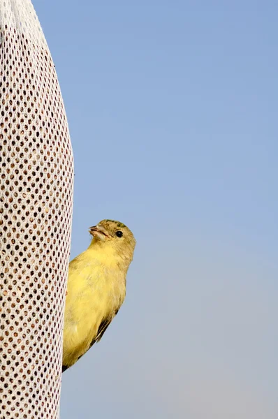 Lesser Goldfinch — Stock Photo, Image