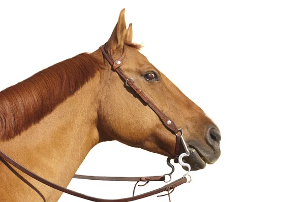 Cavalo com olhar selvagem — Fotografia de Stock