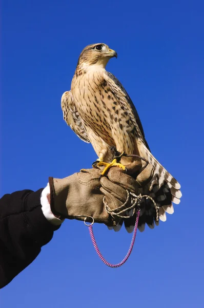 Croix de faucon pèlerin sur la main gantée — Photo