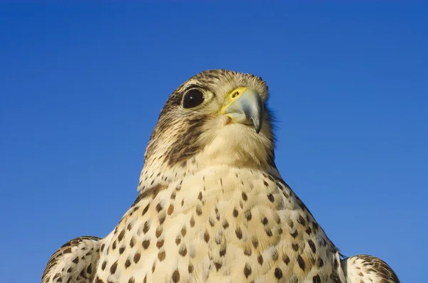 Prairie Falcon — Stockfoto