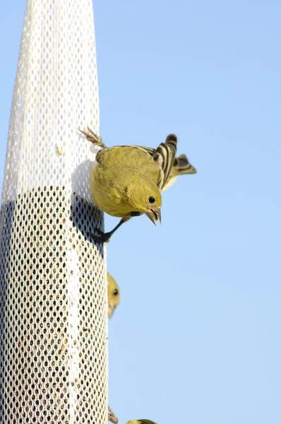 较小的金翅雀 — 图库照片