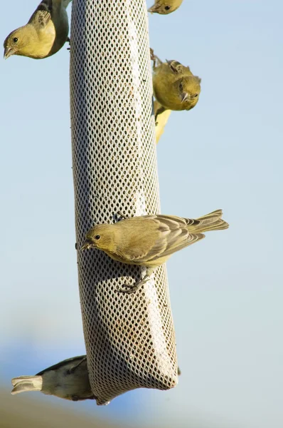 Lesser Goldfinch — Stock Photo, Image