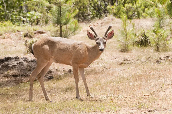 Californian Black-tailed deer — Stock Photo, Image