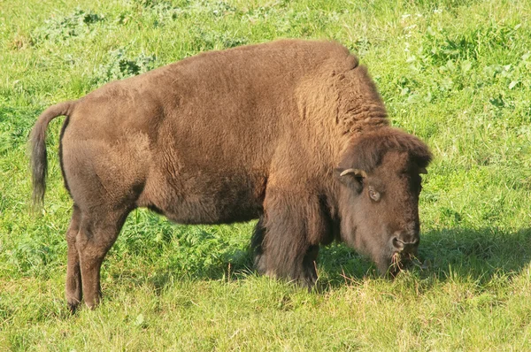 Bison utfodring — Stockfoto